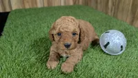 Baby Lisa Girl 2, a female Poodle - Miniature  for sale in Halfway, MO – 1 of 5