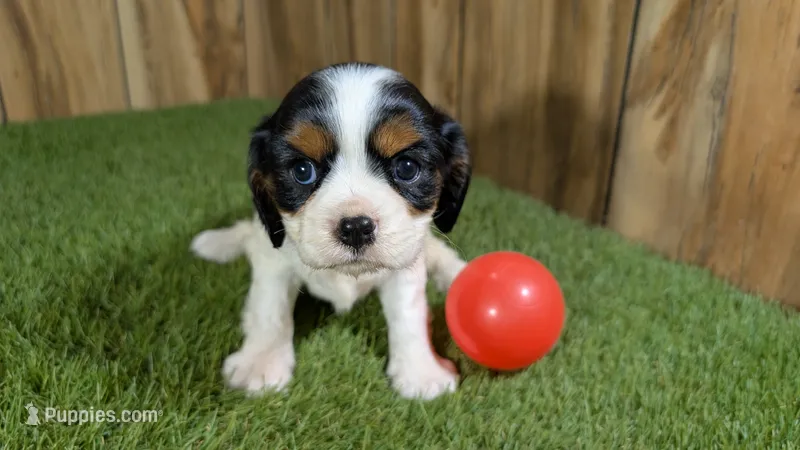 Hannah Girl 1 – Cavalier King Charles Spaniel puppy for sale in Halfway, MO