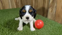 Hannah Girl 1, a female Cavalier King Charles Spaniel for sale in Halfway, MO – 1 of 5