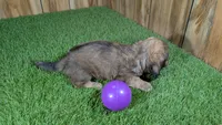 Raleigh Girl 1, a female Miniature Dachshund for sale in Halfway, MO – 5 of 6