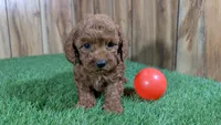 Lilac Boy 1, a male Poodle - Miniature  for sale in Halfway, MO – Photo 1 of 4