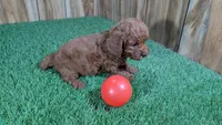 Lilac Boy 1, a male Poodle - Miniature  for sale in Halfway, MO – Photo 4 of 4