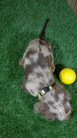 Sweetie Boy 3 AKC, a male Miniature Dachshund for sale in Halfway, MO – 4 of 6