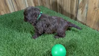 Honey Boy 1, a male Cavapoo for sale in Halfway, MO – 3 of 4