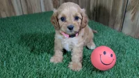 Lyla Girl 3, a female Cavapoo for sale in Halfway, MO – 3 of 5