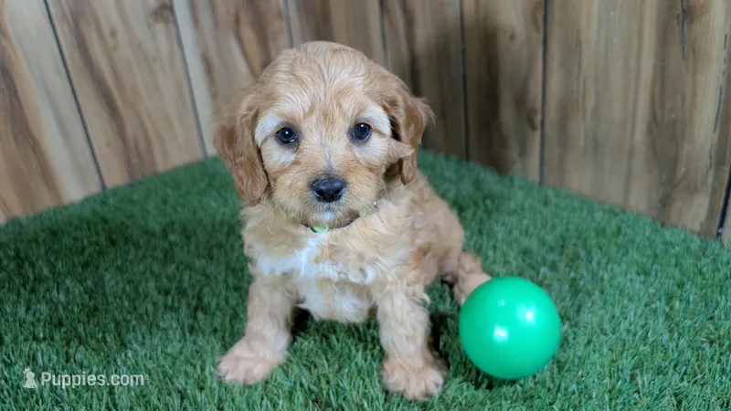 Kellee Boy 4 – Cavapoo puppy for sale in Halfway, MO