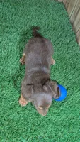 Cutie Boy 1, a male Miniature Dachshund for sale in Halfway, MO – 5 of 5