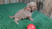 Lyla Girl 2, a female Cavapoo for sale in Halfway, MO – 5 of 5
