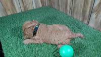 Harlow Boy 1, a male Cavapoo for sale in Halfway, MO – 4 of 5