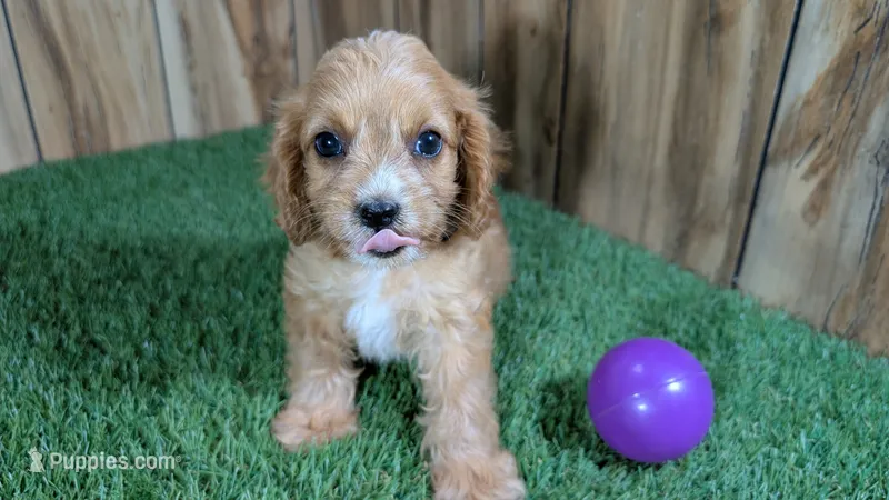 Lyla Girl 4 – Cavapoo puppy for sale in Halfway, MO
