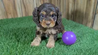 Honey Girl 2, a female Cavapoo for sale in Halfway, MO – 3 of 5