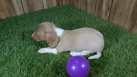 Cutie girl 2, a female Miniature Dachshund for sale in Halfway, MO – 4 of 5
