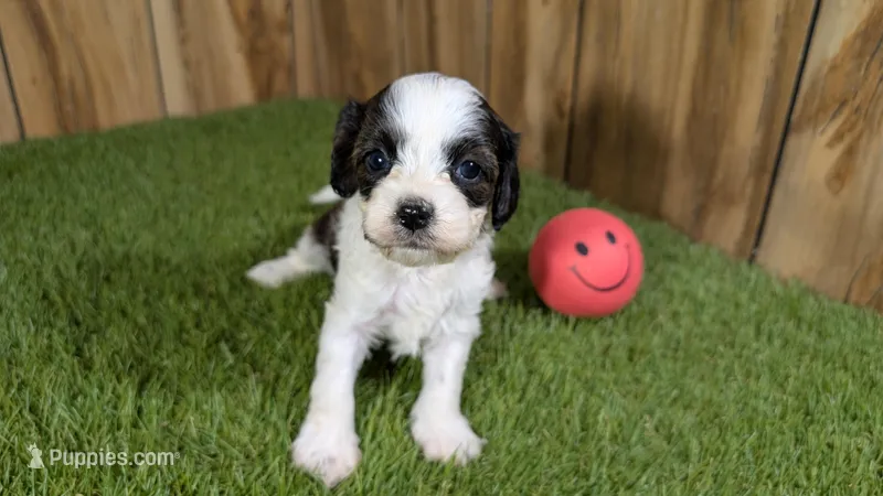Mabel girl 1 – Cavapoo puppy for sale in Halfway, MO