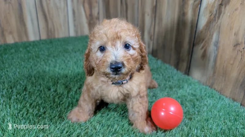 Honeycomb Boy 3 – Poodle - Miniature  puppy for sale in Halfway, MO
