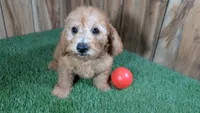 Honeycomb Boy 3, a male Poodle - Miniature  for sale in Halfway, MO – 2 of 4