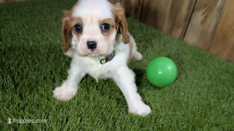 Beth Boy 2 – Cavalier King Charles Spaniel puppy for sale in Halfway, MO