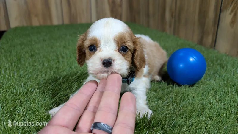 Beth Boy 1 – Cavalier King Charles Spaniel puppy for sale in Halfway, MO