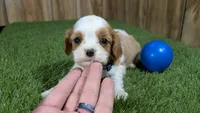 Beth Boy 1, a male Cavalier King Charles Spaniel for sale in Halfway, MO – 1 of 5