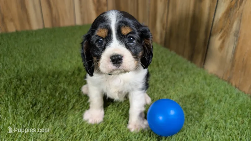 Bessie Boy 1 – Cavalier King Charles Spaniel puppy for sale in Halfway, MO