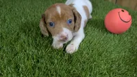 Mylie Girl 2, a female Miniature Dachshund for sale in Halfway, MO – 1 of 4
