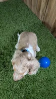 Sweetie Boy 4 AKC, a male Miniature Dachshund for sale in Halfway, MO – 3 of 5
