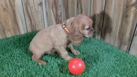 Diamond Girl 2, a female Cavalier King Charles Spaniel for sale in Halfway, MO – 3 of 4