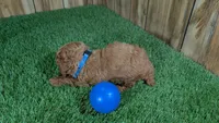 Little Honey Boy 1, a male Poodle - Miniature  for sale in Halfway, MO – 5 of 5