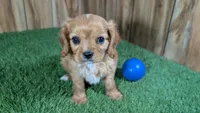 Mattie Boy 1, a male Cavalier King Charles Spaniel for sale in Halfway, MO – 1 of 6