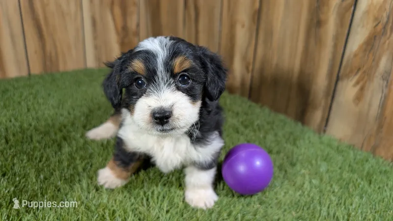 Sunset Girl 4 – Miniature Aussiedoodle puppy for sale in Halfway, MO