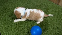 Beth Boy 1, a male Cavalier King Charles Spaniel for sale in Halfway, MO – 5 of 5