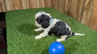 Beth boy 4, a male Cavalier King Charles Spaniel for sale in Halfway, MO – 5 of 5