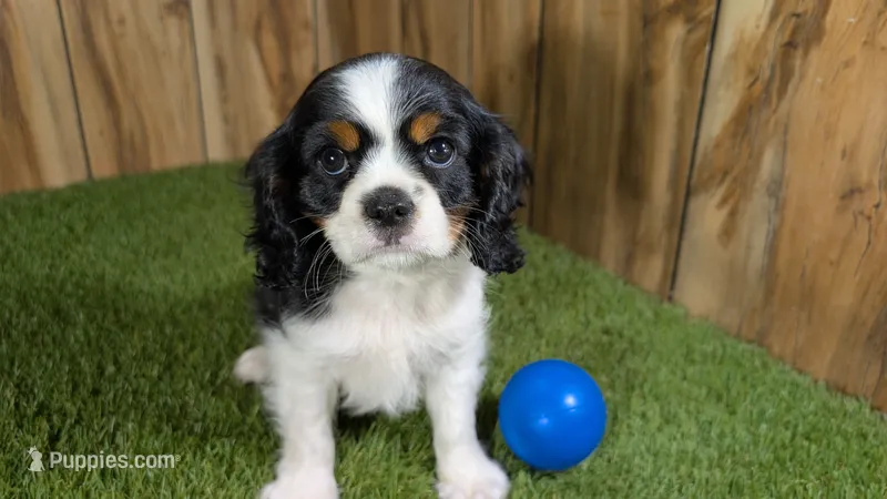 Gracie Boy 1 – Cavalier King Charles Spaniel puppy for sale in Halfway, MO