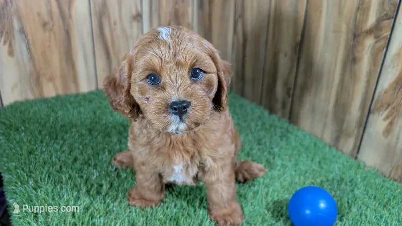 Sky Boy 2 – Cavapoo puppy for sale in Halfway, MO
