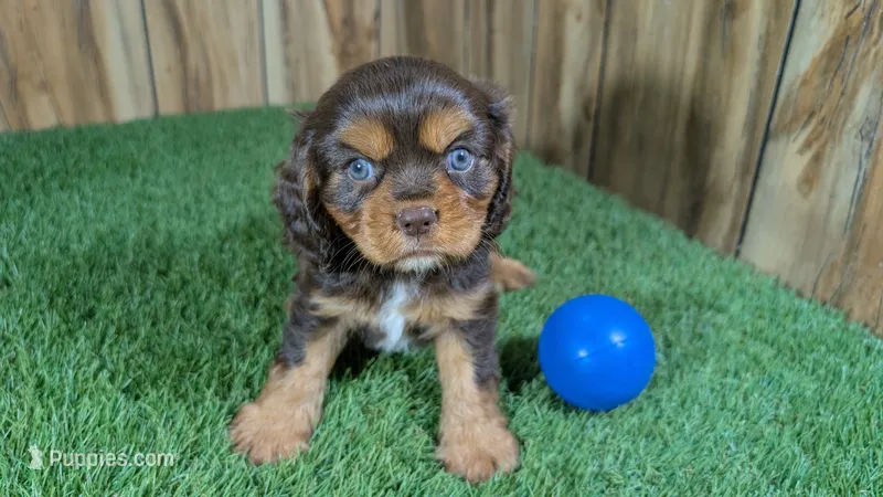 Hannah Boy 1 – Cavalier King Charles Spaniel puppy for sale in Halfway, MO