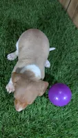 Cutie girl 2, a female Miniature Dachshund for sale in Halfway, MO – 3 of 5