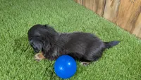Harlie's Boy 1, a male Miniature Dachshund for sale in Halfway, MO – 4 of 6