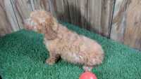 Honeycomb Boy 3, a male Poodle - Miniature  for sale in Halfway, MO – 3 of 4
