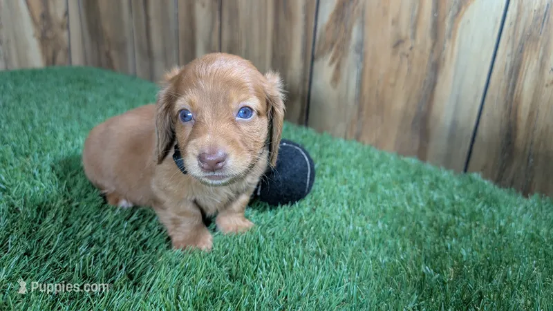 Tilly Boy 1 – Miniature Dachshund puppy for sale in Halfway, MO