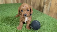 Sadie Boy 1, a male Cavapoo for sale in Halfway, MO – 3 of 4
