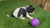 Boots Girl 2, a female Cavalier King Charles Spaniel for sale in Halfway, MO – 5 of 5