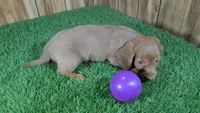 Cutie Girl 3, a female Miniature Dachshund for sale in Halfway, MO – 4 of 5