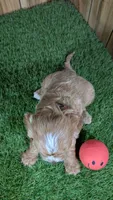 Lizzy Girl 1, a female Cavapoo for sale in Halfway, MO – 3 of 5