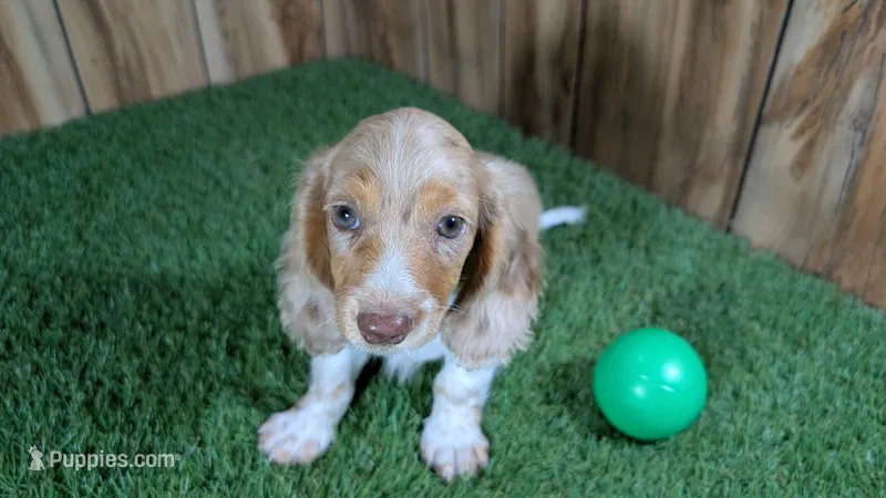 Sweetie Boy 5 AKC – Miniature Dachshund puppy for sale in Halfway, MO