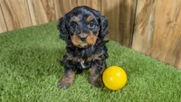 Honey Girl 4, a female Cavapoo for sale in Halfway, MO – 2 of 4