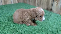 Honeycomb Boy 5, a male Poodle - Miniature  for sale in Halfway, MO – 3 of 4
