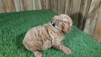 Sky Boy 1, a male Cavapoo for sale in Halfway, MO – 3 of 4