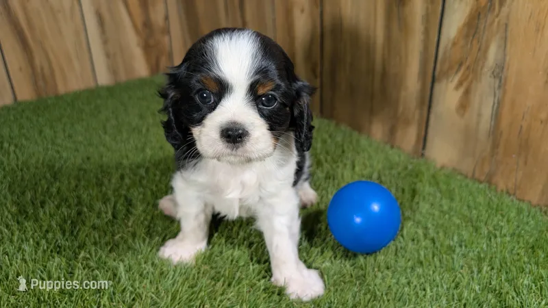 Gracie Boy 1 – Cavalier King Charles Spaniel puppy for sale in Halfway, MO