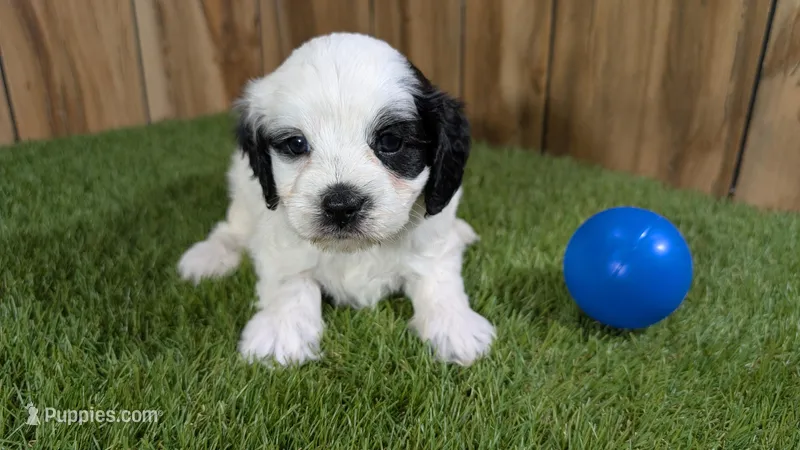 Splash boy 1 – Cavapoo puppy for sale in Halfway, MO
