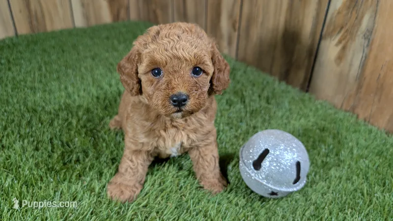 Baby Lisa Girl 2 – Poodle - Miniature  puppy for sale in Halfway, MO