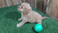 Lyla Boy 2, a male Cavapoo for sale in Halfway, MO – 3 of 4